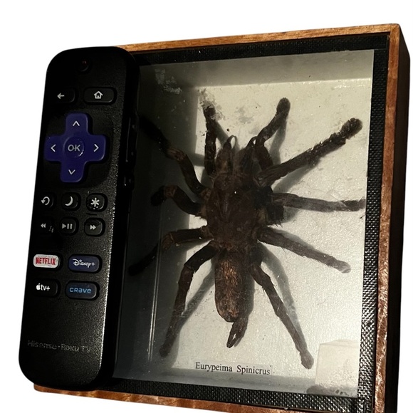 Framed Tarantula Display - Picture 2 of 3